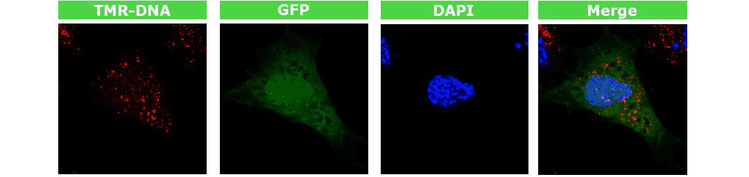 4D-nucleofectorDxDȾGFP|ٱ_