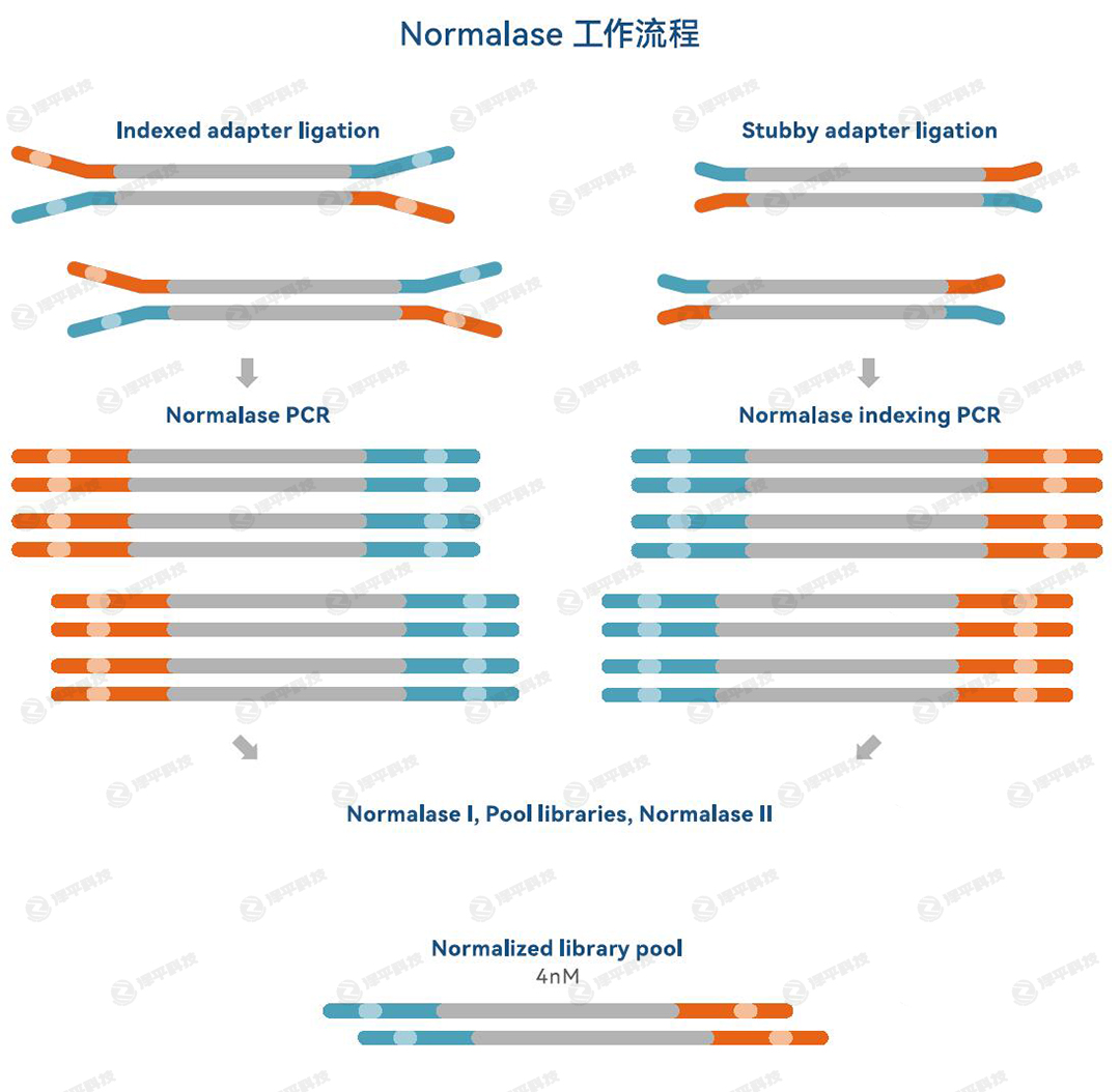 IDT xGen Normalase ĎһԇеḺ̴́ƽ