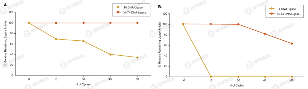 NEB Hi-T4 ͟DNABø Hi-T4 DNA Ligase؛̖M2622  ̱ƽ
