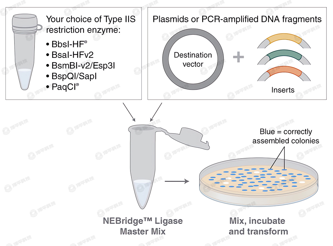 NEBridgeBøA(y)Һ NEBridge Ligase Master Mix؛̖M1100 ̱ƽ