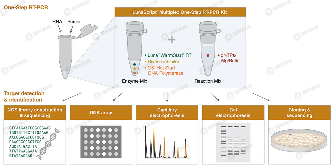NEB LunaScriptһRT-PCRԇچ΂(g)RT-PCR(yng)M(jn)жRNAИ(bio)zy(c)b ̱ƽ