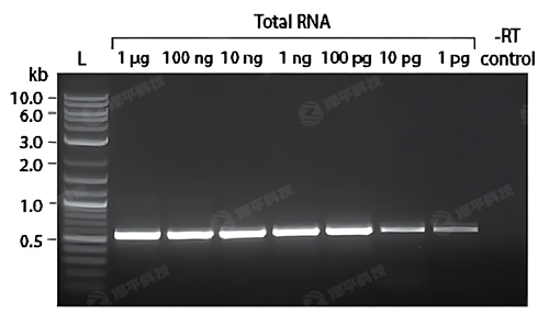 NEB ProtoScript II D(zhun)øʹʼRNAǳҲɸ|(zh)cDNA ̱ƽ