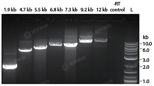 NEB ProtoScript II D(zhun)øʹ^L(zhng)ģҲܷ(wn)ϳcDNA ̱ƽ