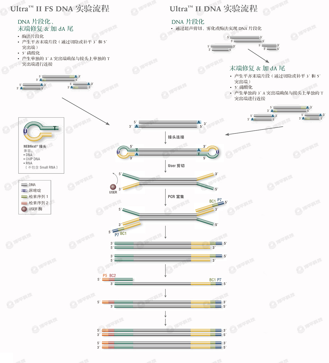 NEBNext Ultra II DNA ĎƂ ̱ƽ