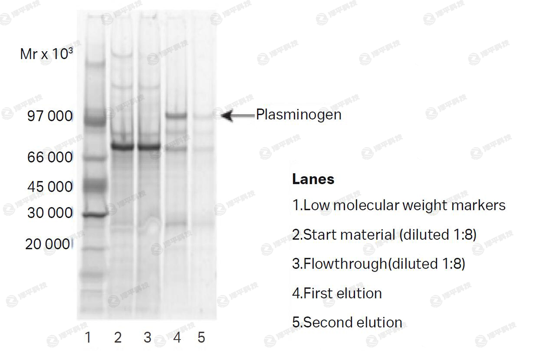 cytiva Protein A Mag Sepharose 磁珠代理商北京澤平