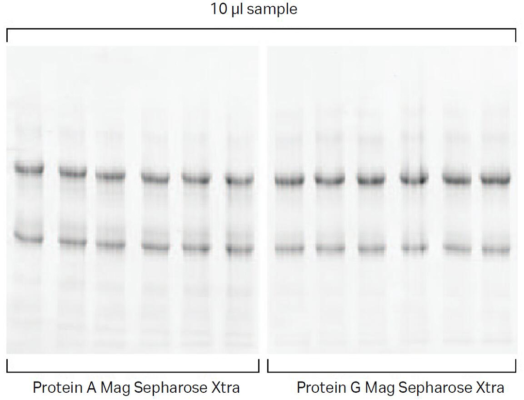 cytiva Protein A Mag Sepharose Xtra 磁珠代理商北京澤平