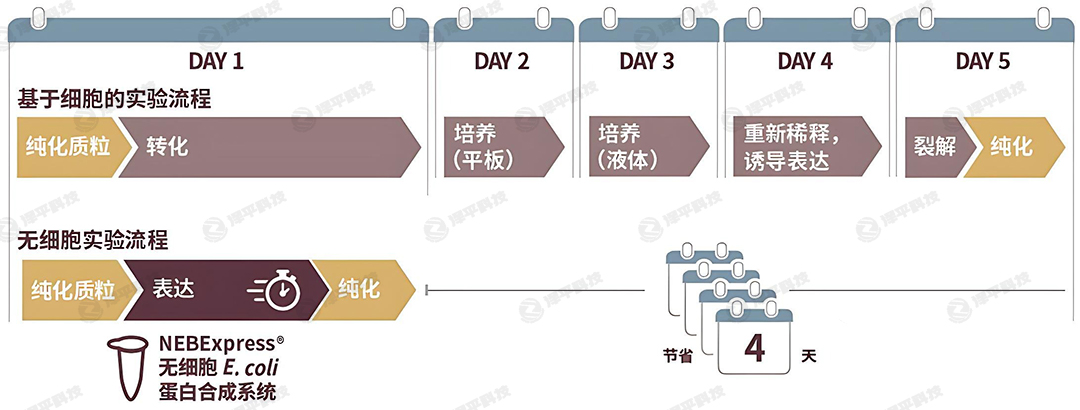NEB無細(xì)胞表達(dá)實(shí)驗(yàn)流程 代理商北京澤平