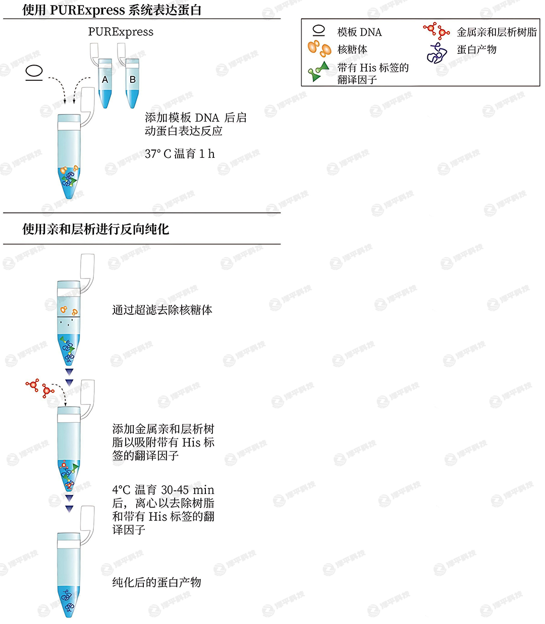 PURExpress系統(tǒng)進(jìn)行蛋白表達(dá)和純化示意圖 代理商北京澤平